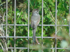 Leptasthenura aegithaloides