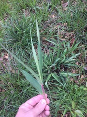 Dichanthelium scoparium