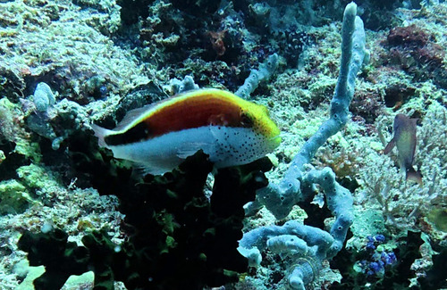 Paracirrhites forsteri