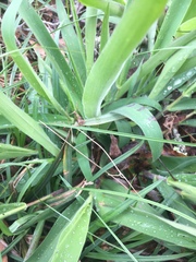 Dichanthelium scoparium