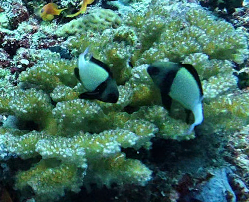 Dascyllus carneus