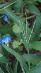 Microstegium vimineum