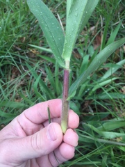 Dichanthelium scoparium