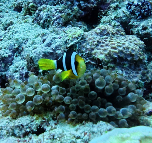 Amphiprion clarkii