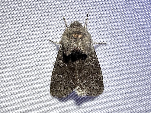 Roland's Sallow photo 6