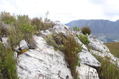 Grubbia tomentosa