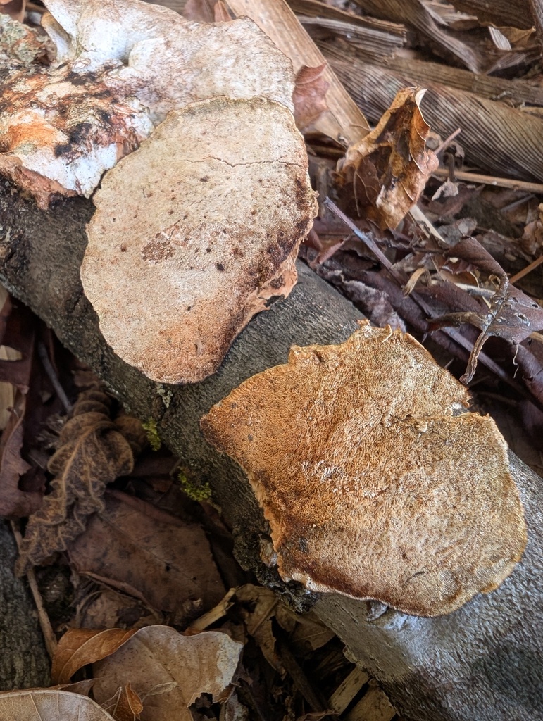 Trametes coccinea · March 2026 · photo: © atsushi_nakajima_cirque (iNaturalist, cc-by)