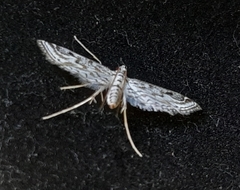 Lepidoptera