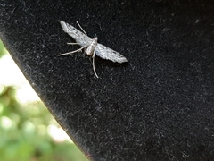 Lepidoptera