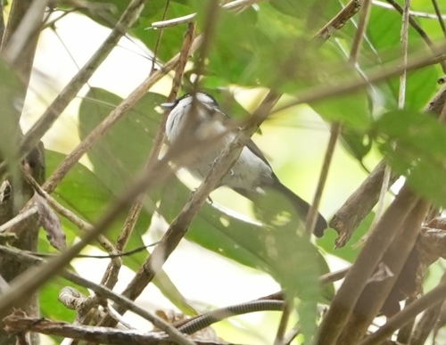 Bismarck Monarch (Symposiachrus verticalis), photo 1