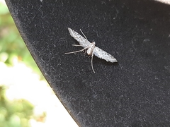 Lepidoptera
