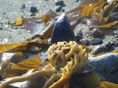 Lessonia trabeculata