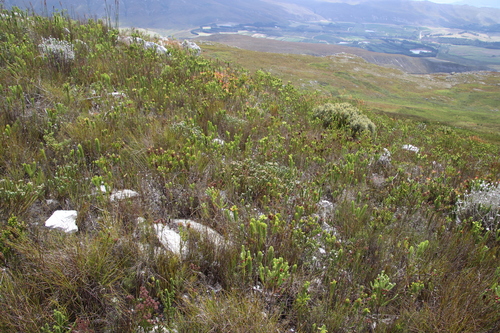 Image of Berzelia incurva by (c) Tony Rebelo, some rights reserved (CC BY-SA)