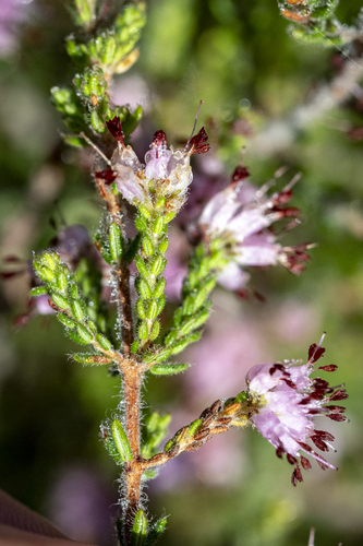 Heathlike Heath (Erica ericoides)