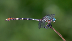 Erpetogomphus constrictor