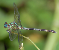 Erpetogomphus constrictor