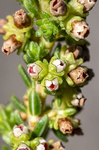 Gonna Heath (Erica serrata)
