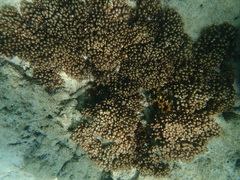 Cladiella