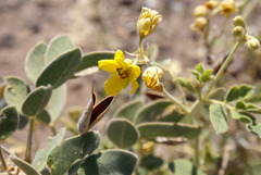Senna confinis