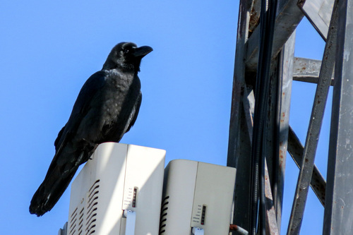 Large-billed Crow