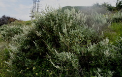 Salvia dominica