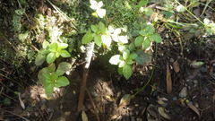 Pilea elliptica