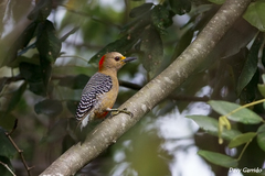 Melanerpes pygmaeus