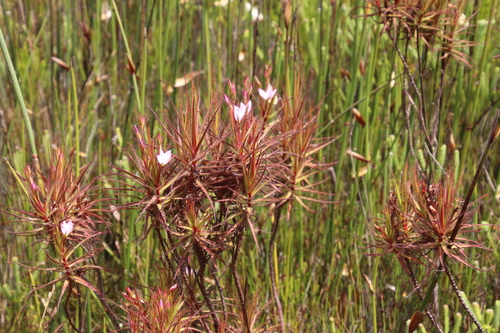 Roridula gorgonias (Roridula gorgonias)