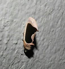 Gonodonta