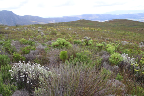 Image of Berzelia squarrosa by (c) Tony Rebelo, some rights reserved (CC BY-SA)