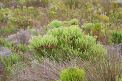 Berzelia squarrosa