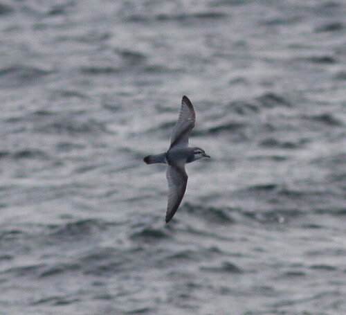 iNaturalist image