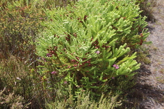 Berzelia squarrosa
