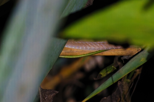Black-headed Cat Snake
