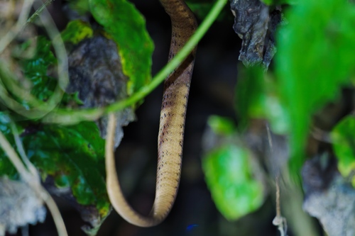 Keeled Slug Snake