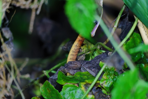 Keeled Slug Snake