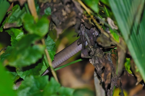 Black-headed Cat Snake
