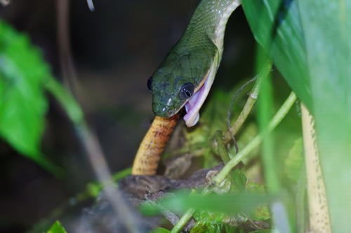 Black-headed Cat Snake