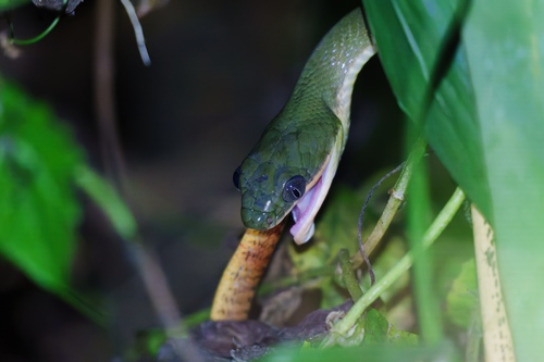 Black-headed Cat Snake