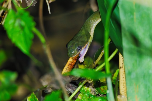 Black-headed Cat Snake