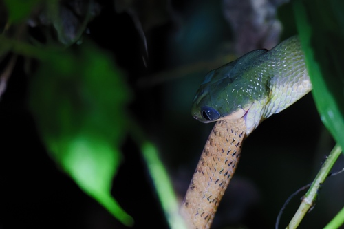 Black-headed Cat Snake