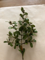 Buxus sempervirens