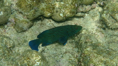 Cephalopholis formosa