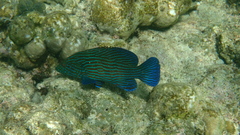 Cephalopholis formosa