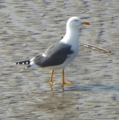 Larus fuscus