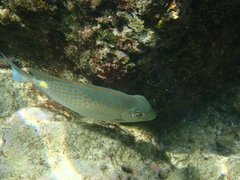 Siganus guttatus