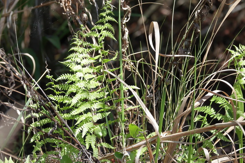 Eastern Marsh Fern (Thelypteris palustris)