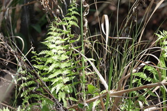 Fougère Des Marais (Thelypteris palustris)