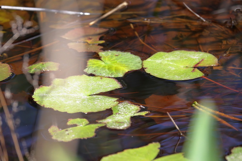 Big Floatingheart (Nymphoides aquatica)