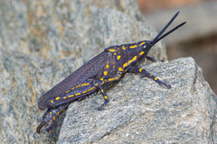 Poekilocerus bufonius